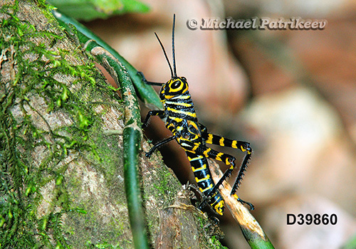 Giant Red-winged Grasshopper (Tropidacris cristata)